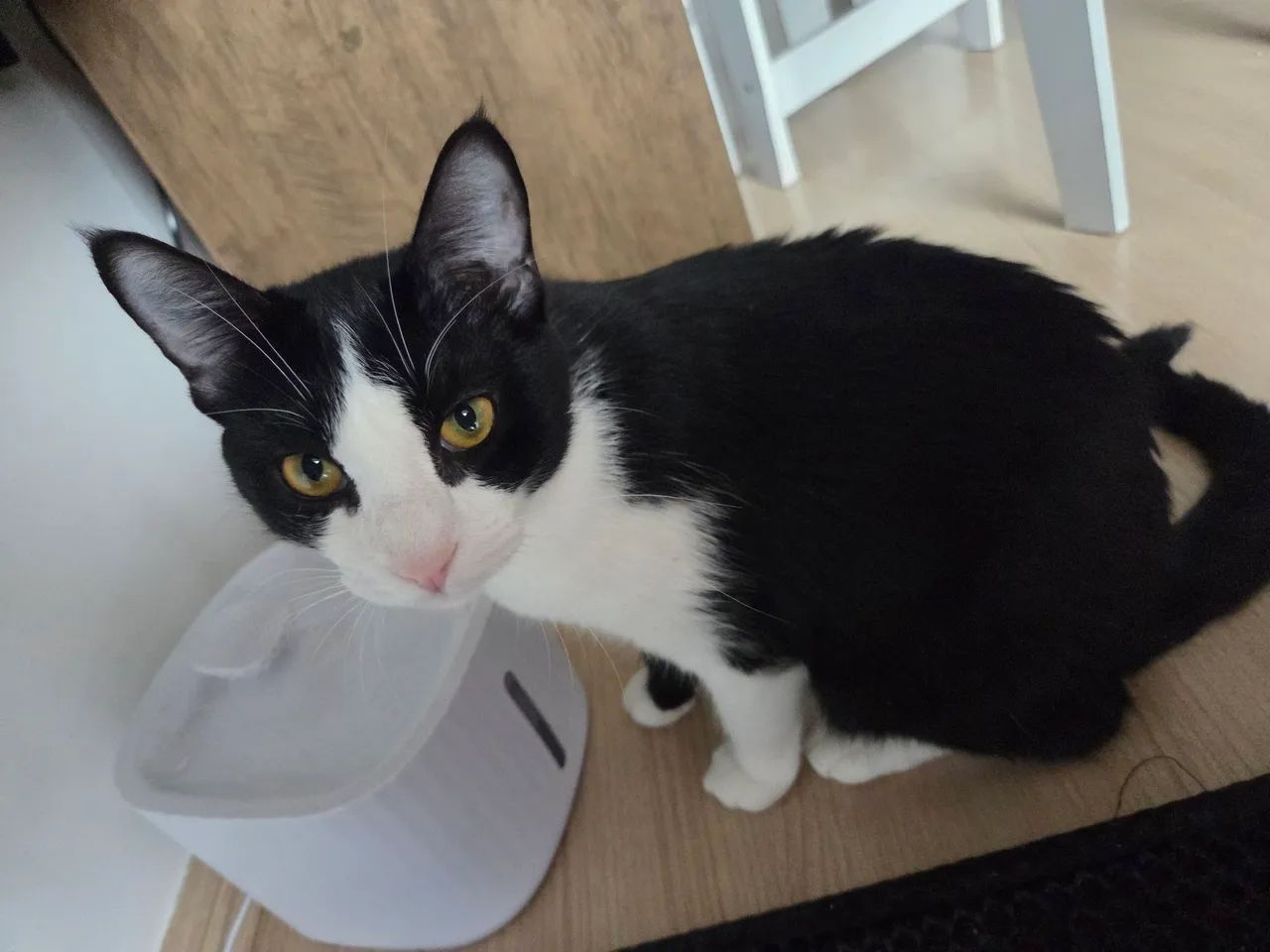 Doação de Gata Castrada