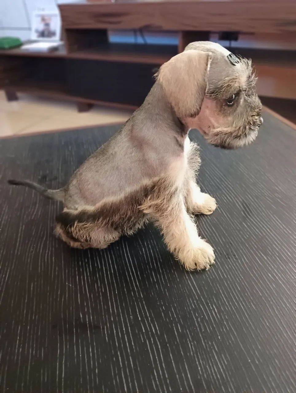 Schnauzer  Macho Mini - Foto 2