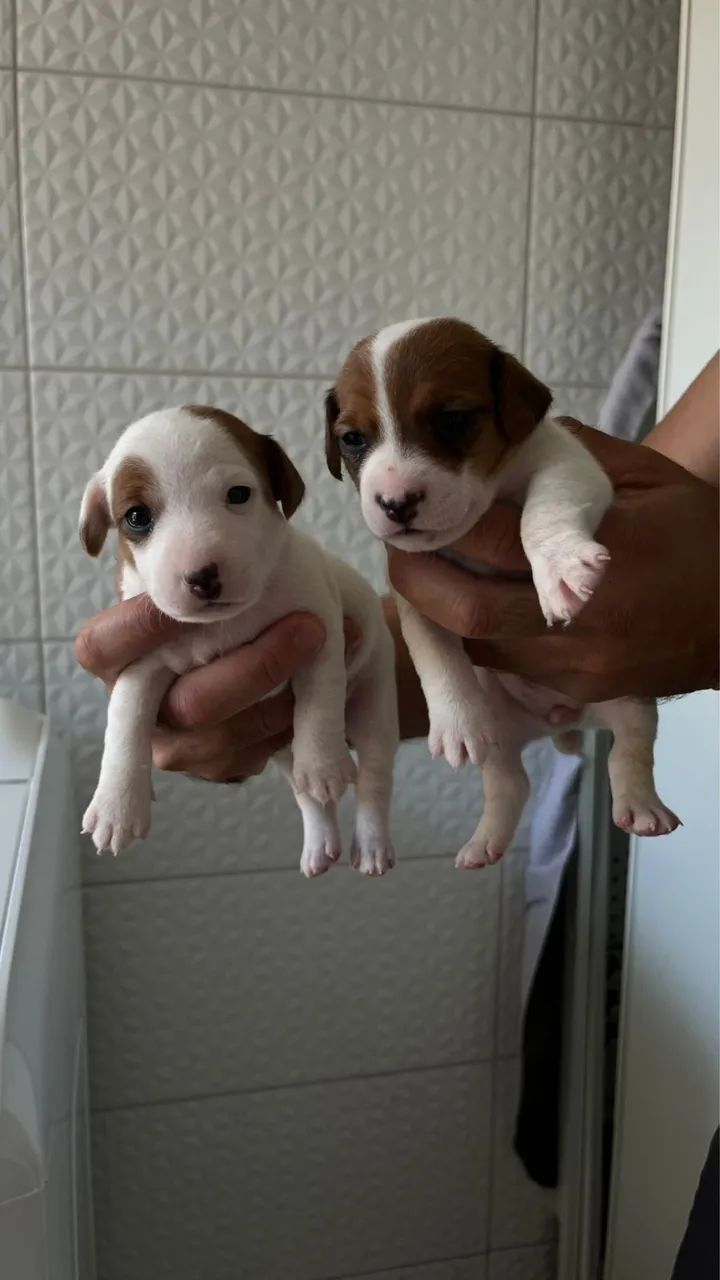 JACK RUSSELL TERRIER - Foto 2