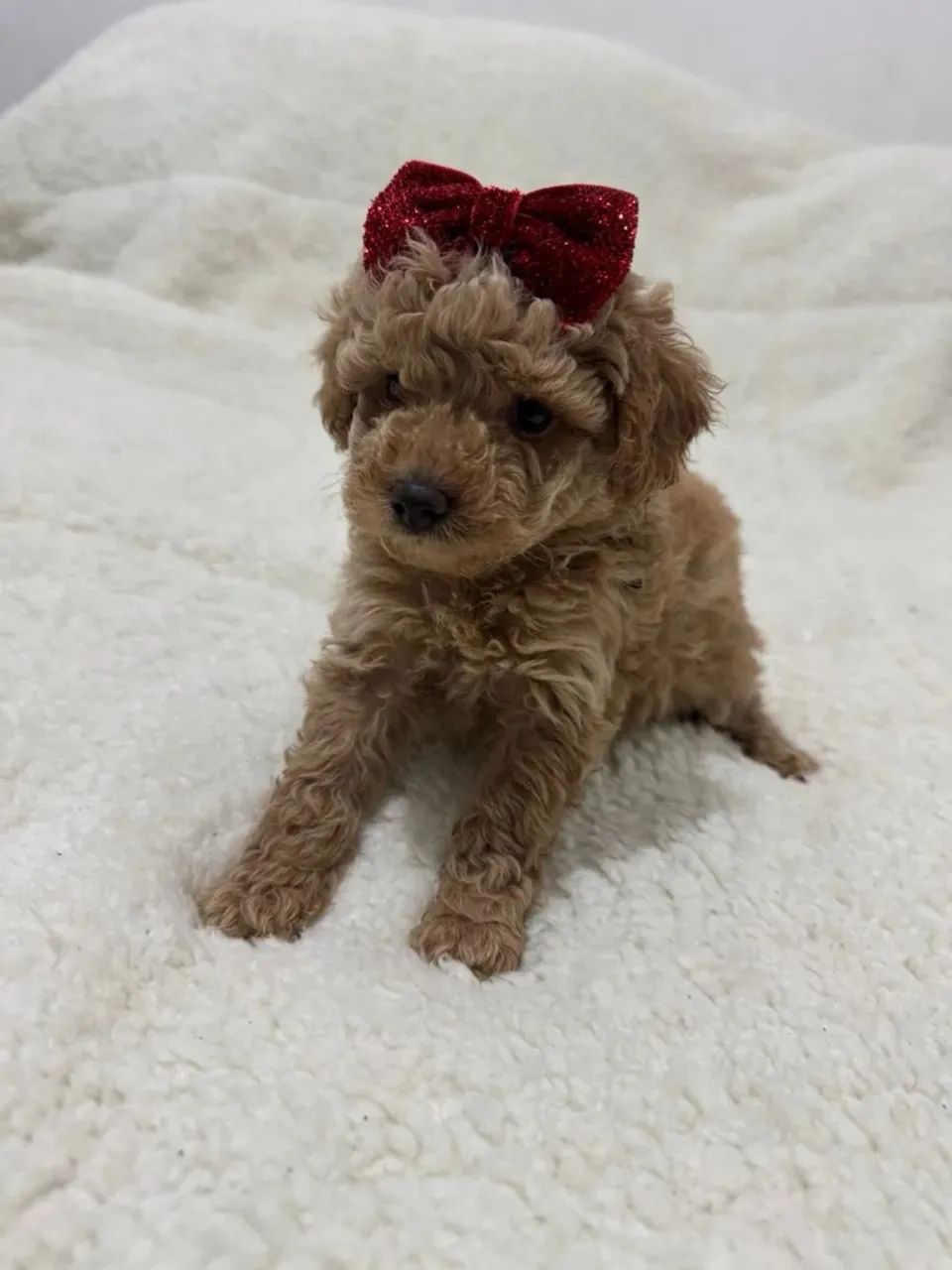 Poodle  - Foto 3