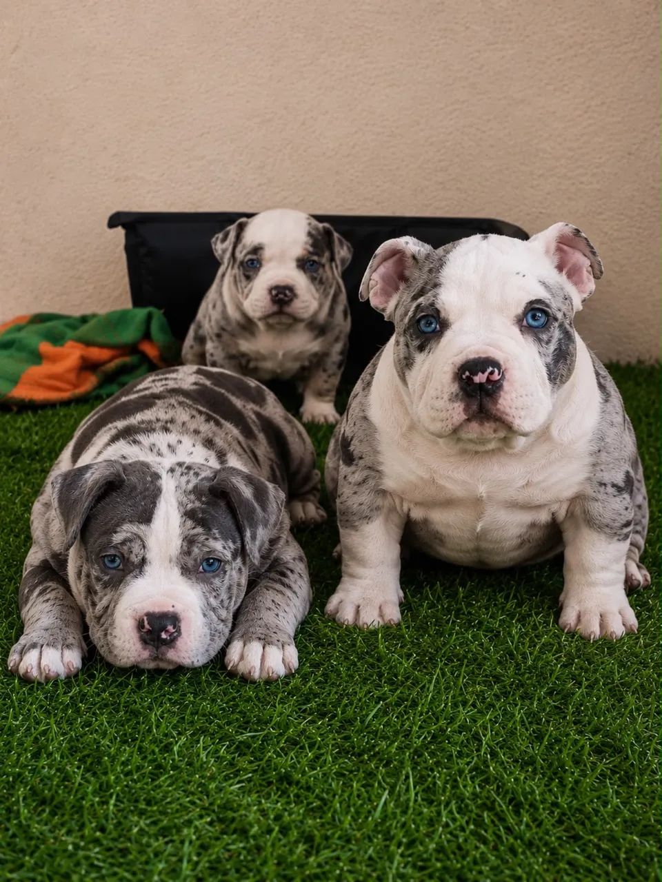 American bully - Foto 5