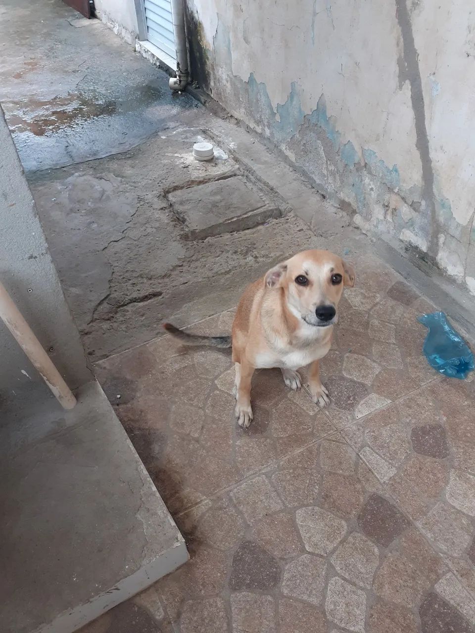 Cachorras para doação  - Foto 3