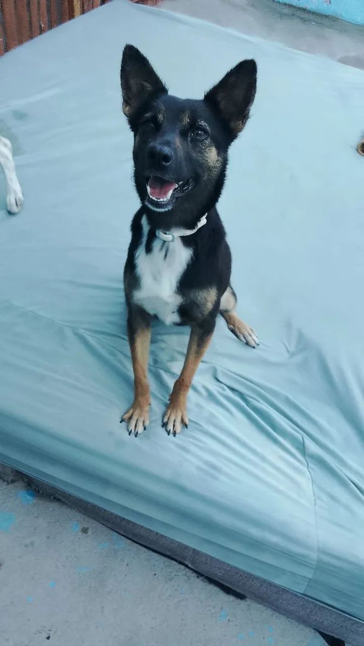 Adoção  - Foto 2