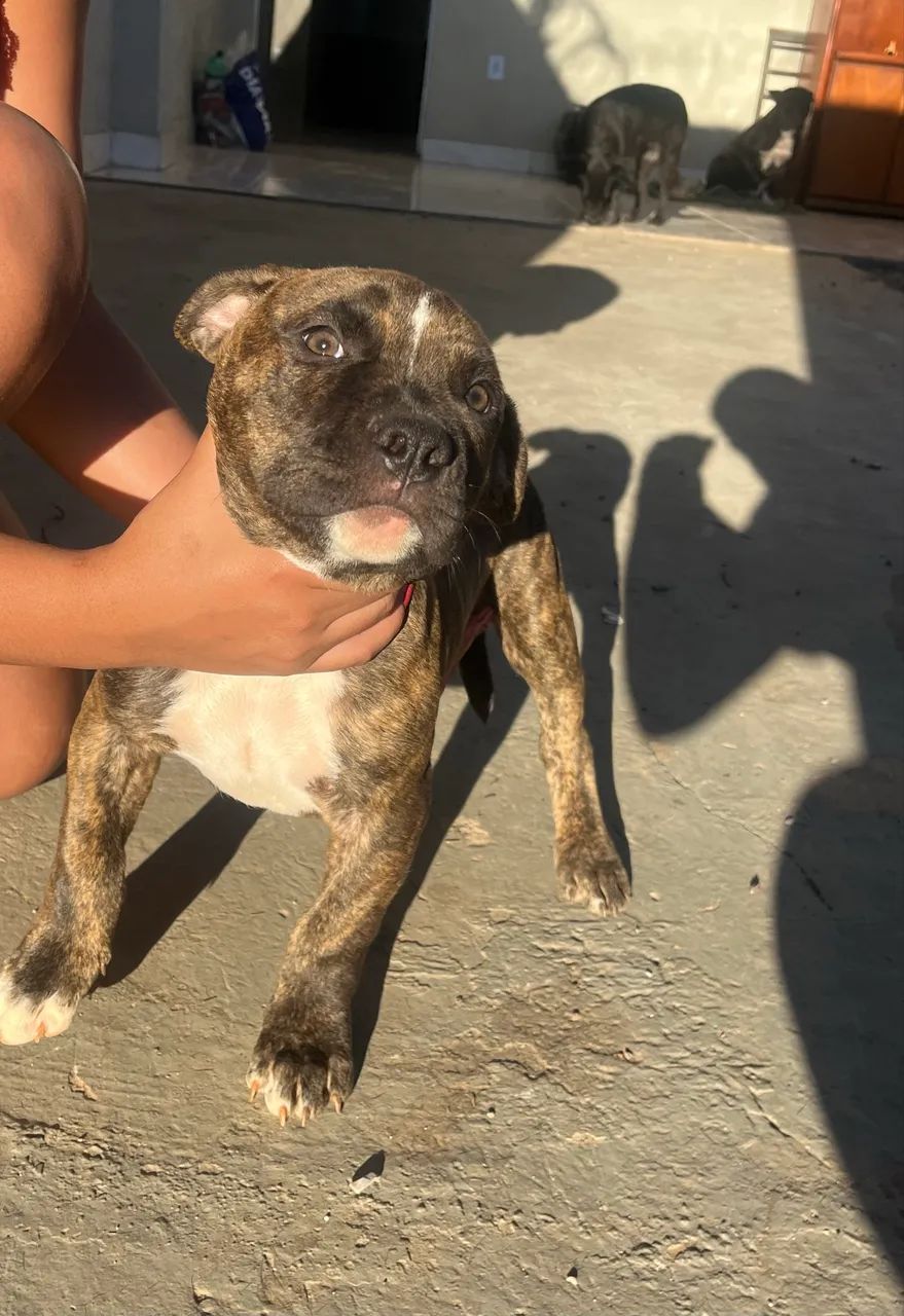 Pitbull
