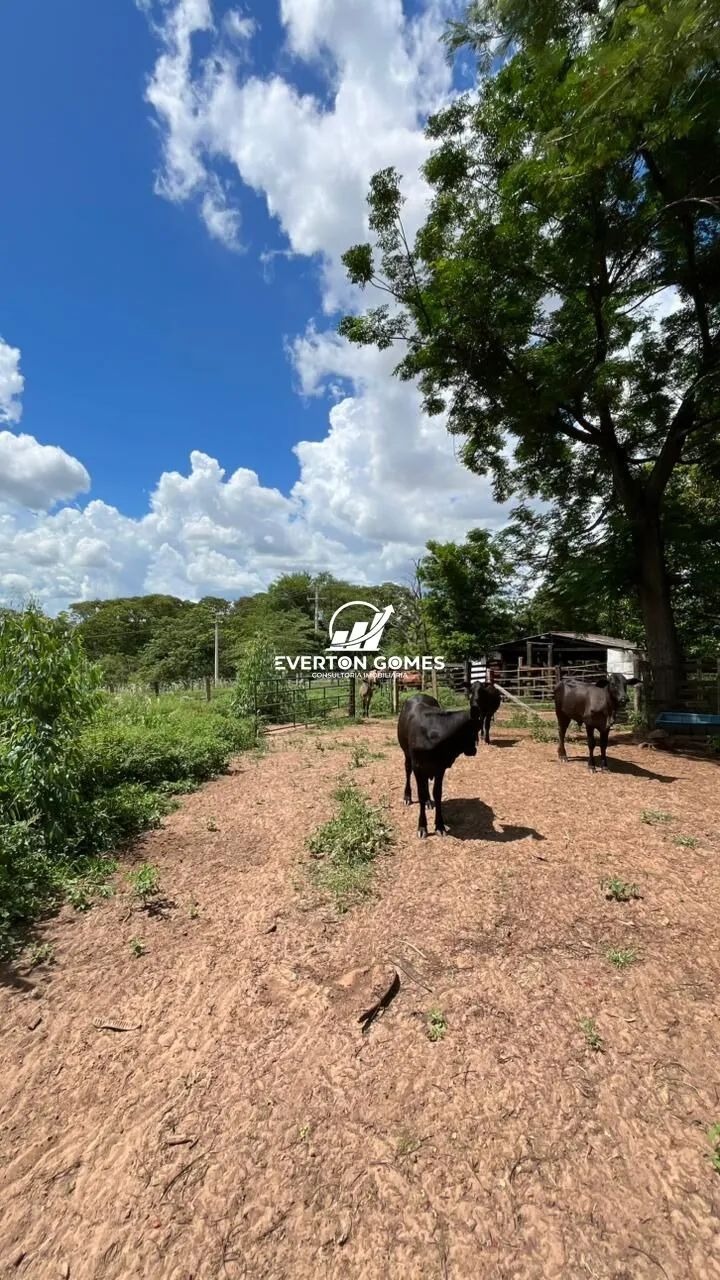 Sítio em Área Rural de Mirassol a 500 metros do Asfalto, Mirassol/SP - Foto 12