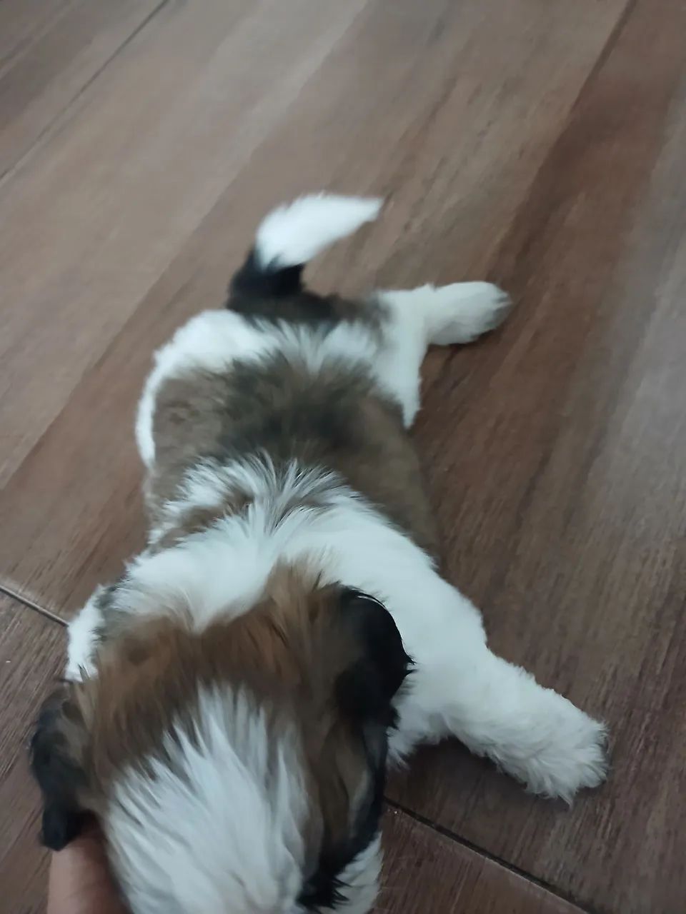 Cachorro shi-tzu  - Foto 3
