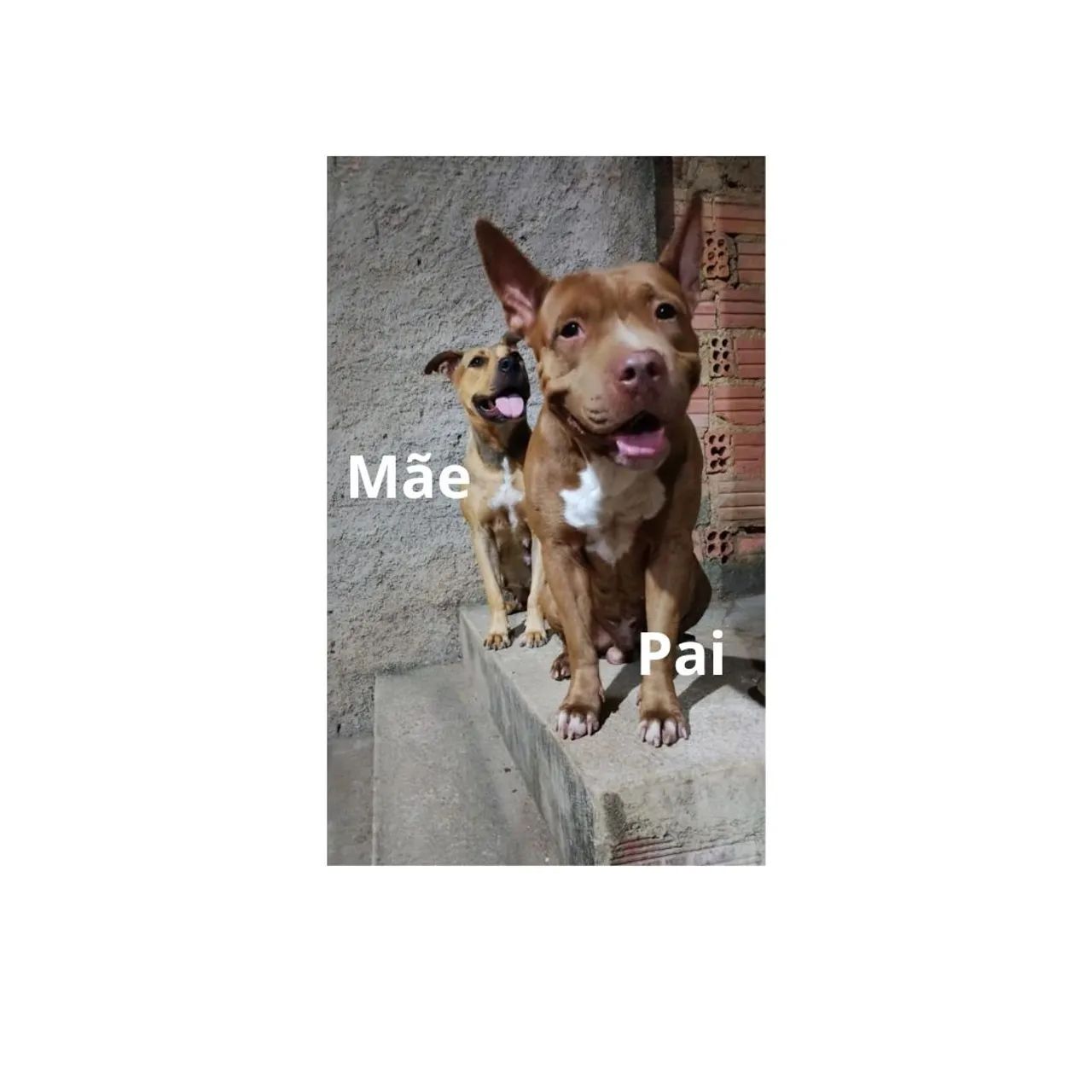 Filhote de Pitbull - Foto 3