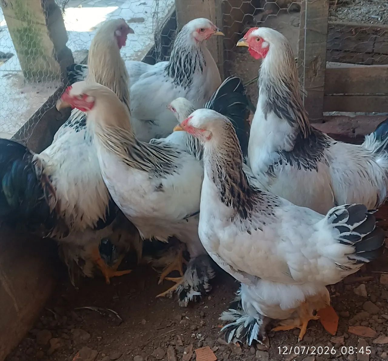 Frangos e frangas brahma - Foto 2