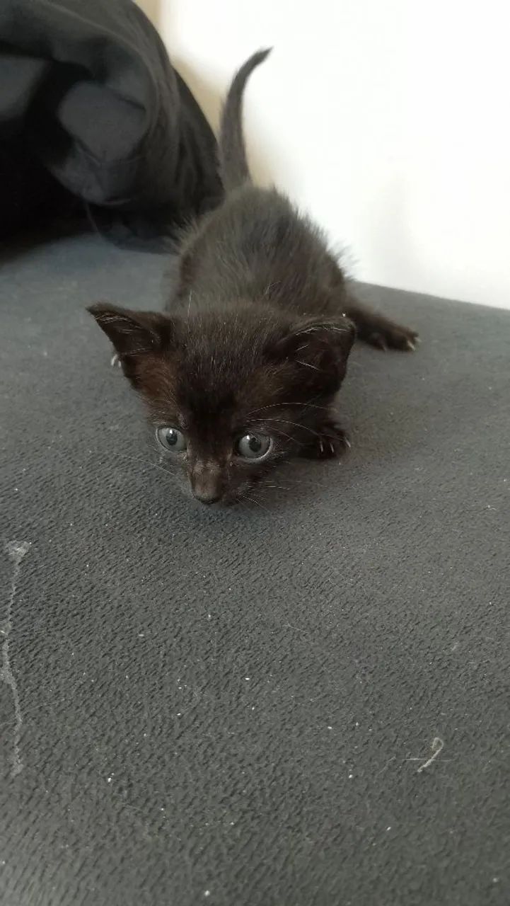Gatinhos para adoção 2 machos e 2 fêmeas - Foto 3