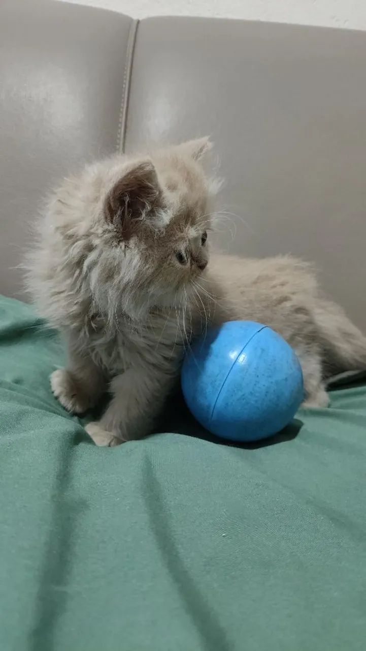 Kitten Persian male65181958326403121