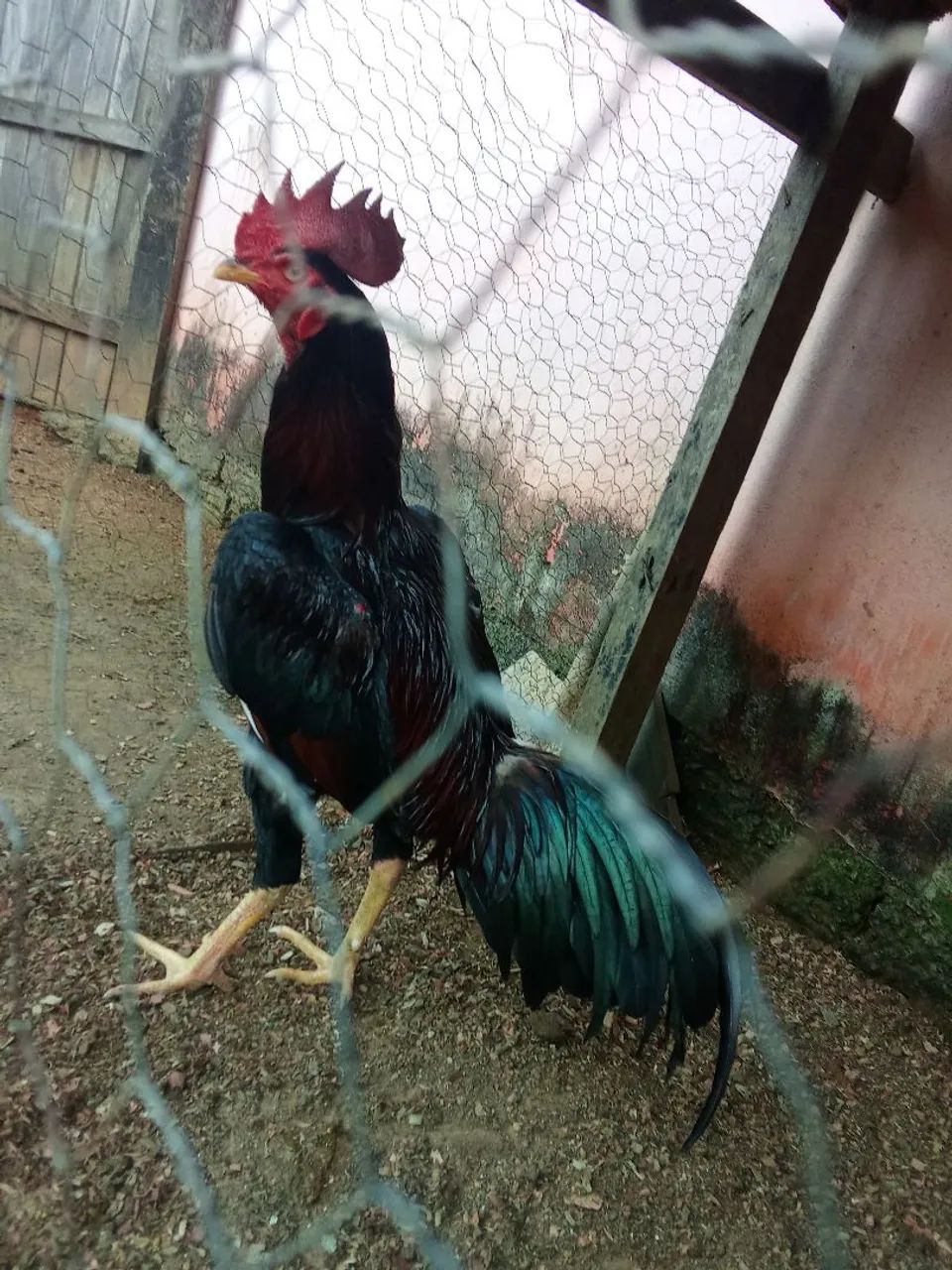 Vendo 