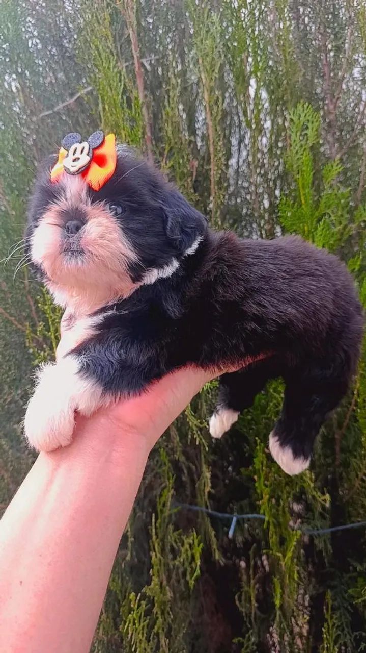 Shitzu 