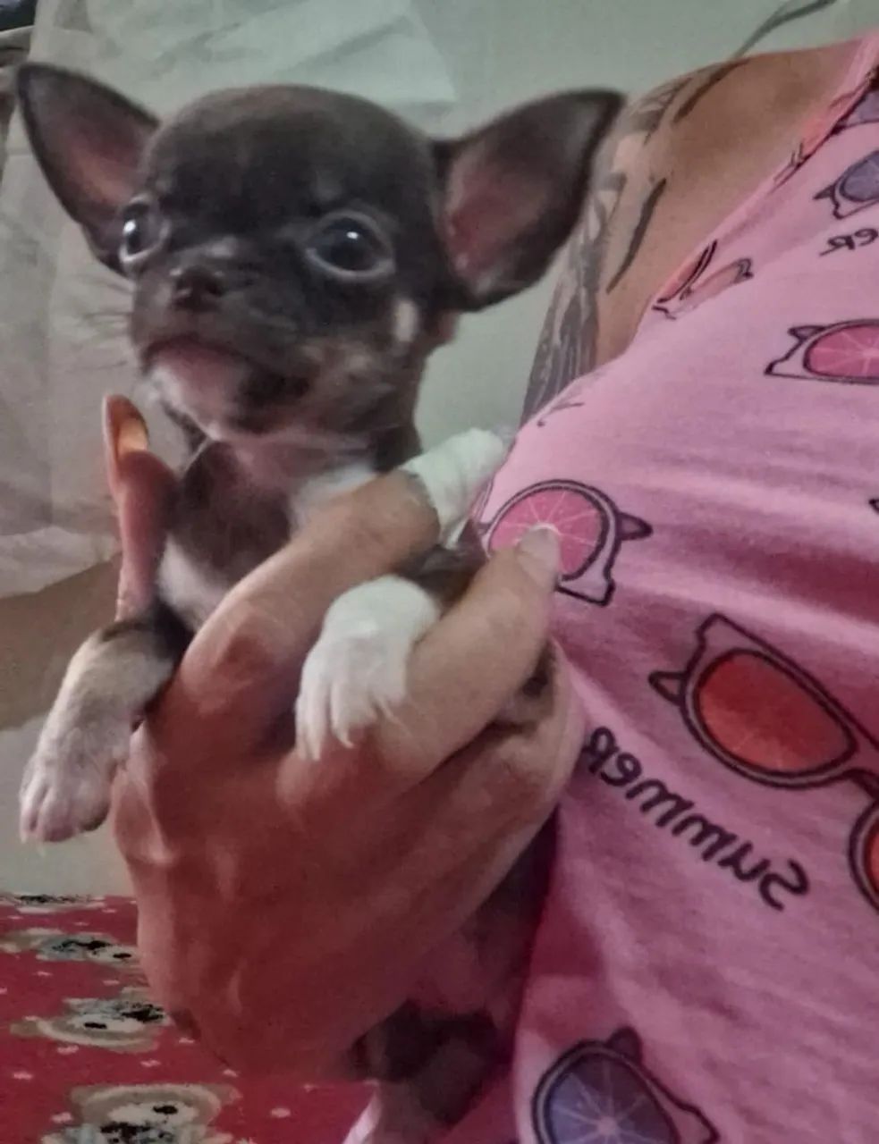 Chihuhaua  - Foto 5