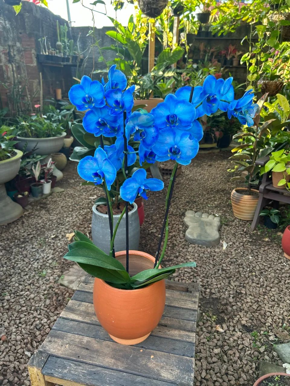 Orquídea azul  - Foto 3