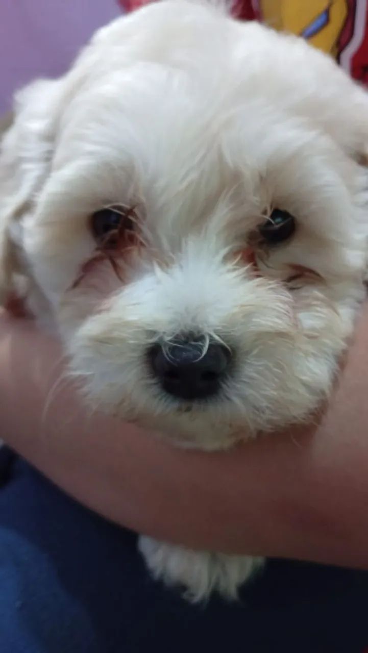 Vendo casal de poodle  - Foto 3