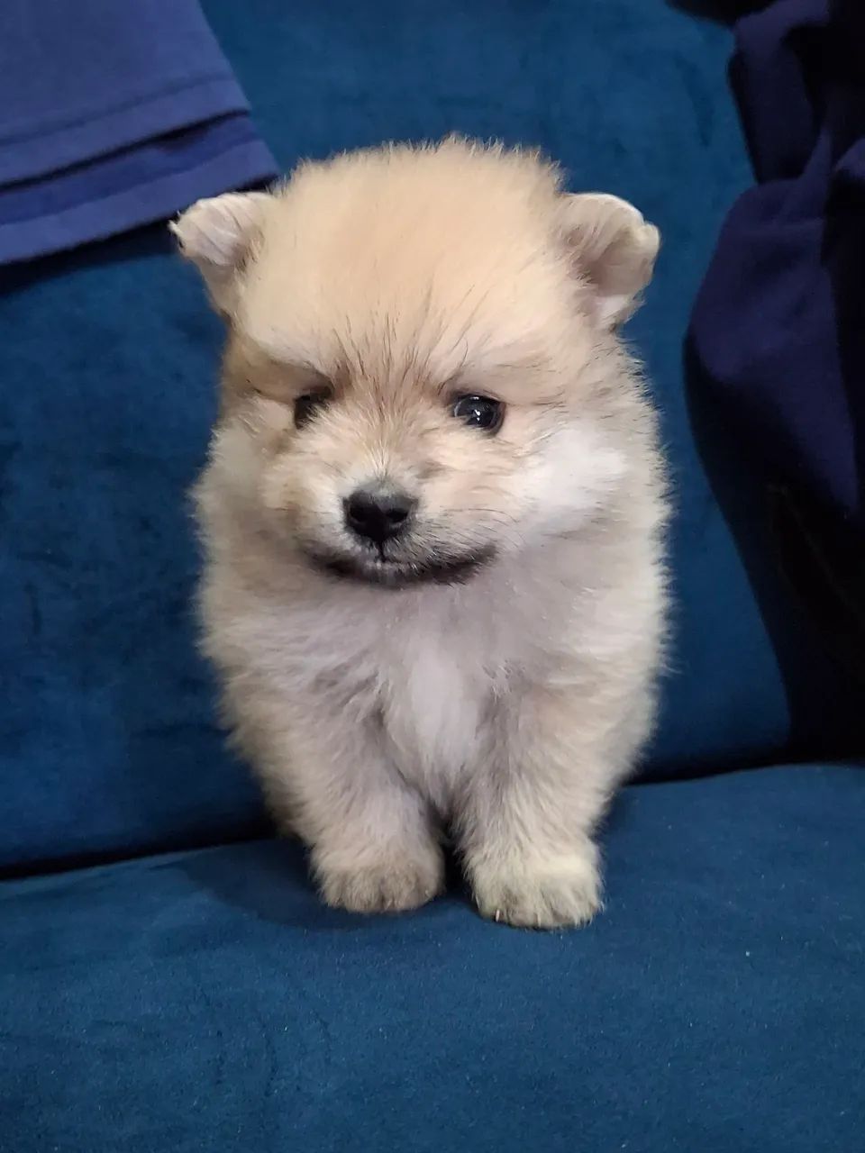 Spitz alemão  - Foto 4