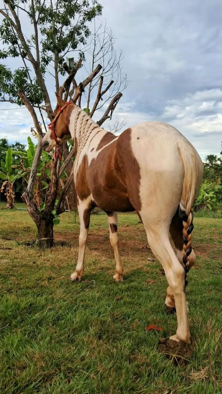 Cavalo  - Foto 3