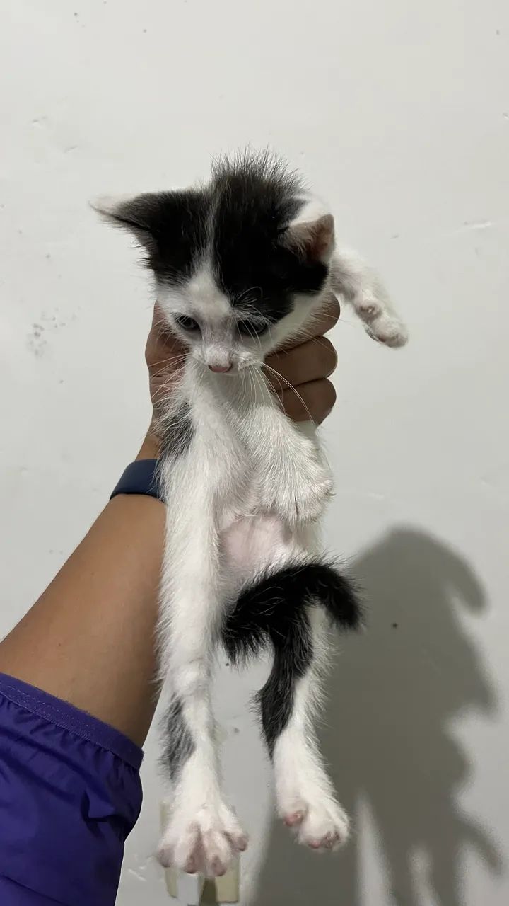 Doação gatinhos - Foto 2