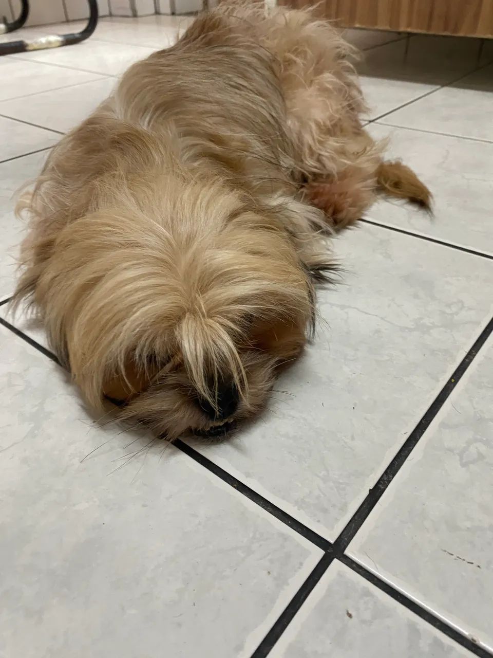 Cachorro 