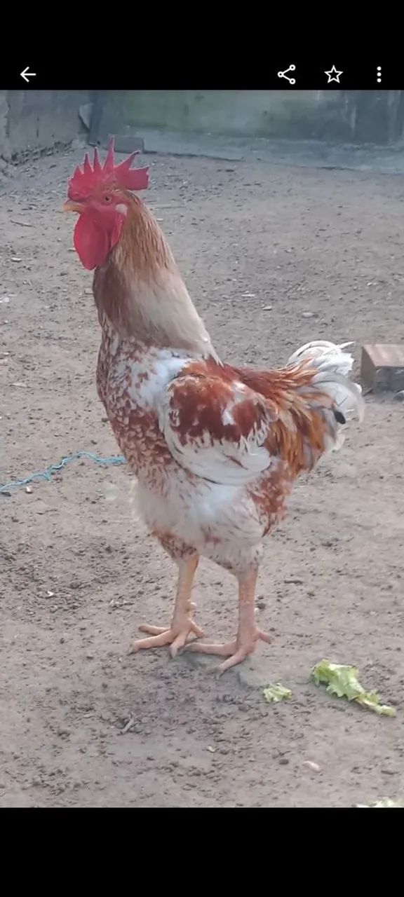 Vende Galinha Sertaneja Balão (GSB)