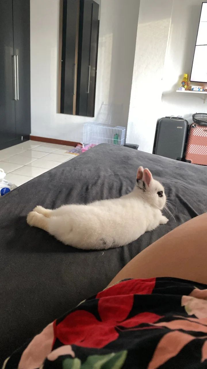 Doação de coelho - Foto 4