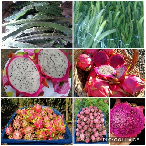 Mudas de pitaya de diversas variedades