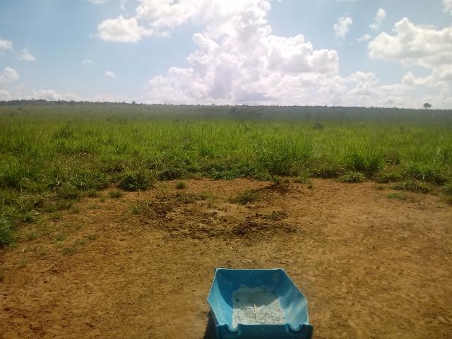 Fazenda em rosário oeste 784 hectares - Foto 2