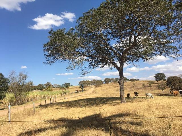 Fazenda 25 Alqueires. Município de Pontalina-GO - Foto 19