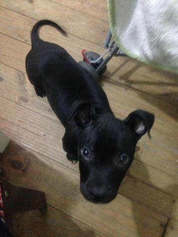 Vendo um Pitbull - Foto 2
