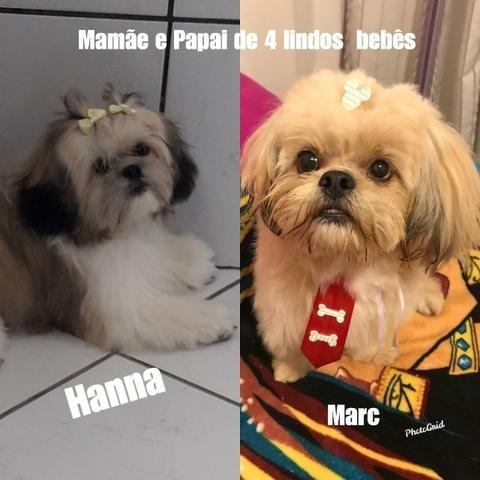 Filhotes femesas de lhasa apso