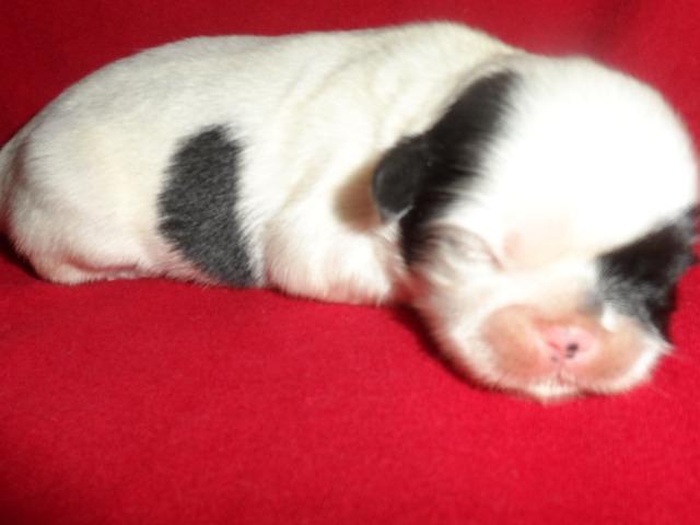 Shih tzu , uma verdadeira celebridade, para quem tem bom gosto. - Foto 5