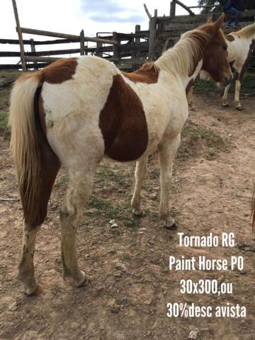 Cavalos de potência e qualidade! - Foto 5