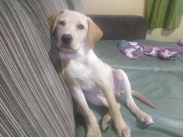 Labrador ótimo para crianças - Foto 2