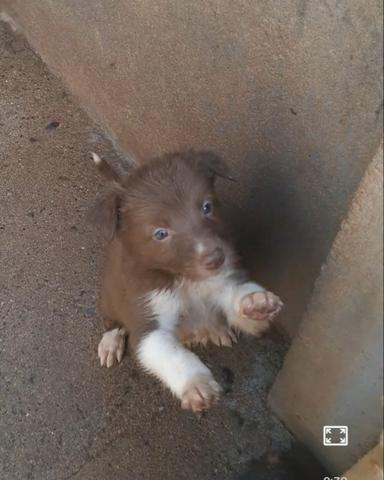 Border Collie - cão pastoreiro - Foto 3
