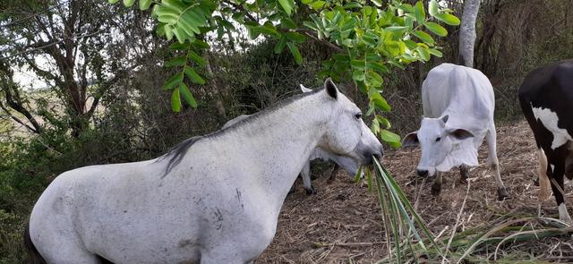 Cavalo - Foto 2