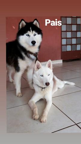 Filhote Husky Siberiano - Foto 4
