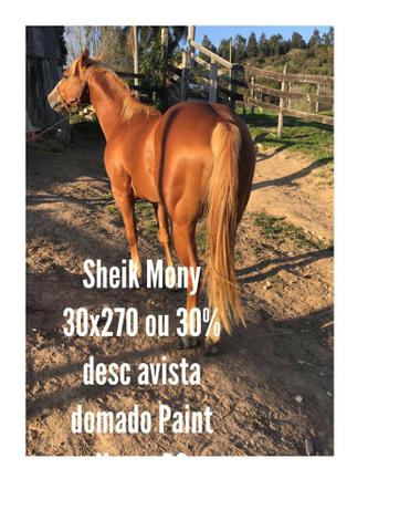 Cavalos de potência e qualidade! - Foto 4