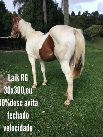 Cavalos de potência e qualidade! - Foto 3