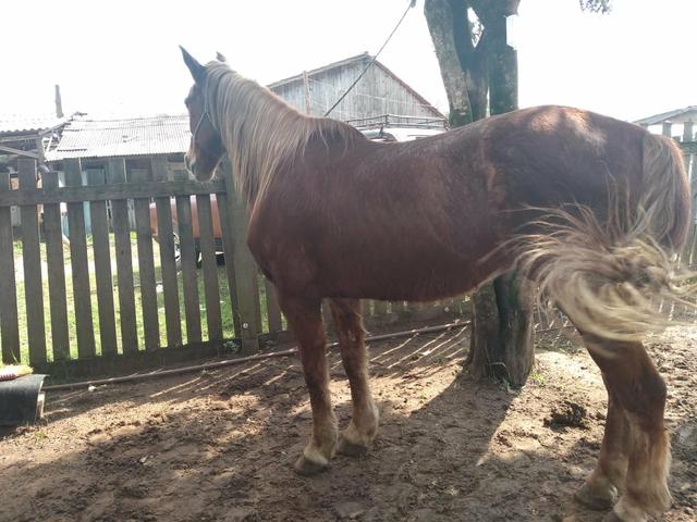 Cavalo quarto de milha de montaria muito bom