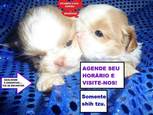 Filhotes de shh tzu! - Foto 4
