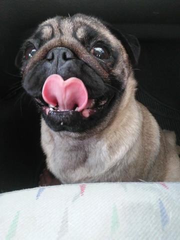 Femea pug com pedigree