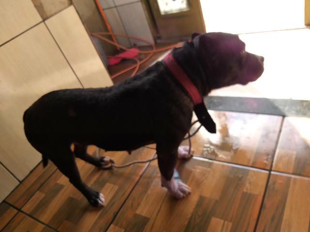 Vende america Bulli femia castrada - Foto 2