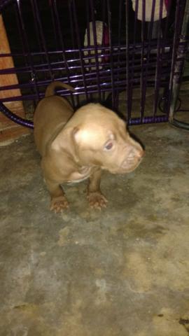 Vendo pitbull puro