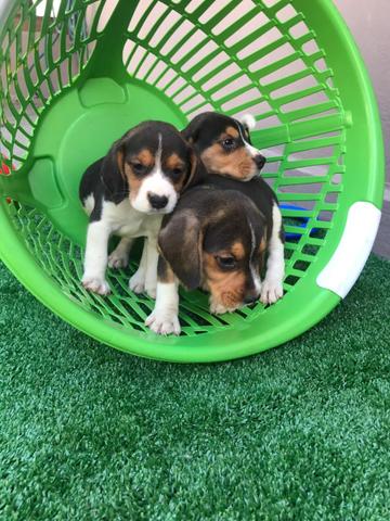 Beagle com pedgree e microchip