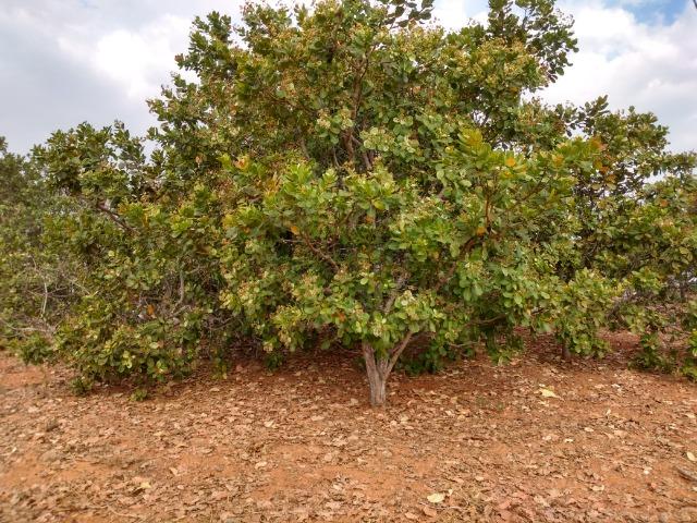 Chácara a Venda - Chapada dos Guimarães ? 10.000m² - Foto 6