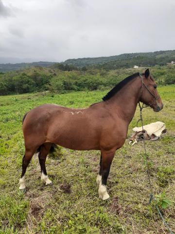 Égua criola