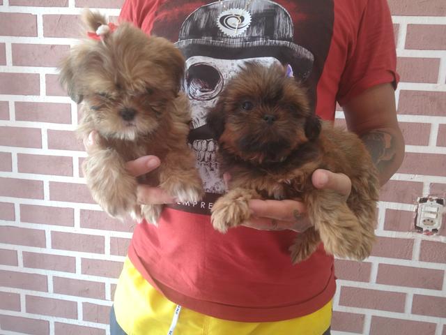 Filhotes de shihtzu - Foto 2