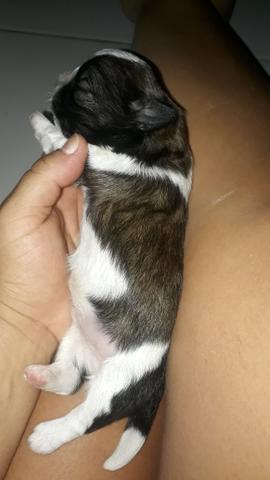 Shitzu com ilhasa zap * - Foto 3