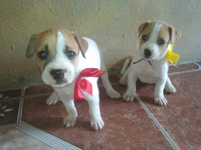 Pinscher com chihuahua - Foto 2