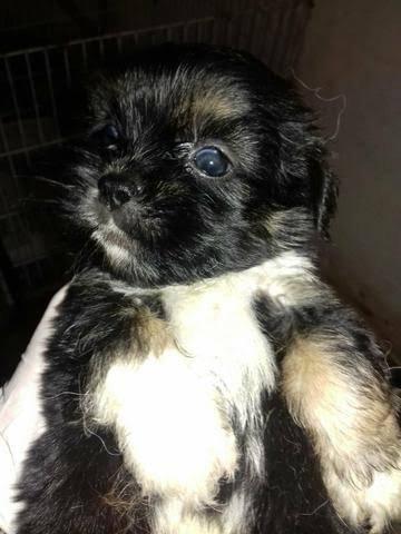 Lindos poodle x York só 130 cada. Entrego zap 99162.3036 - Foto 4